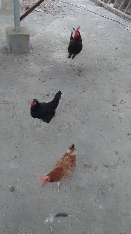 hens for sell 1