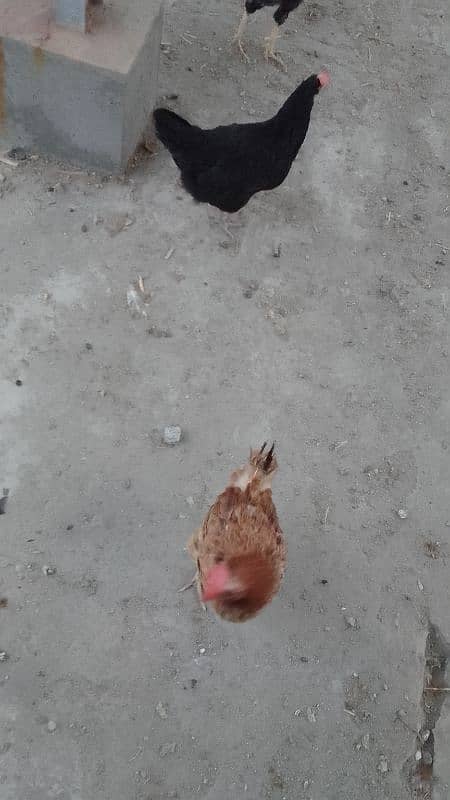 hens for sell 2