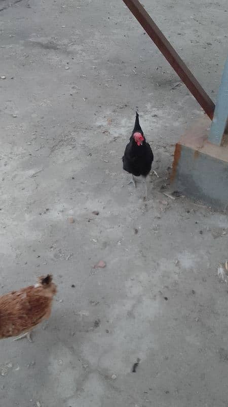 hens for sell 3