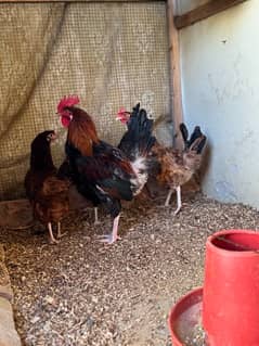 golden misri egg laying 5 month age