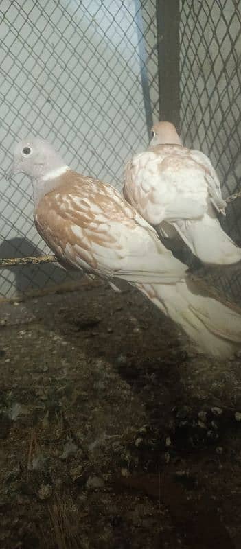 Dove pair 1