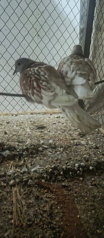 Dove pair 2