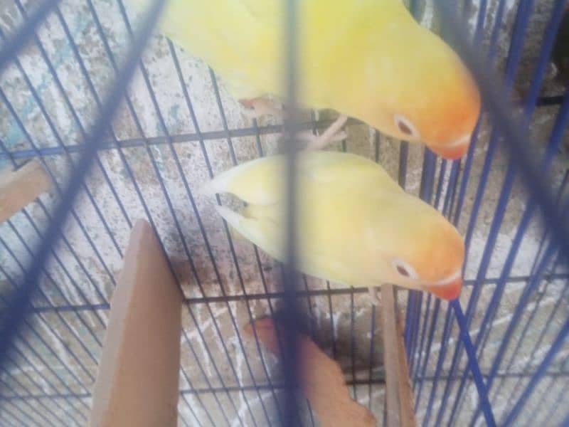 creemino and albino red eye pair 5