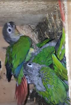 GREEN CHEEKED CONURE YELLOW SIDED