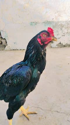 Asseel lasani murga for sale big breeder hai bhout hi behtreen chez ha