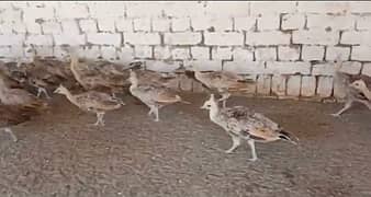 peacocks chicks and eggs