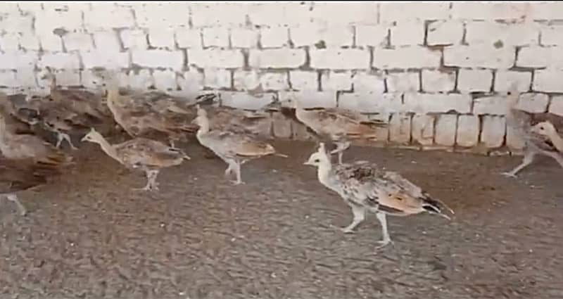 peacocks chicks and eggs 0