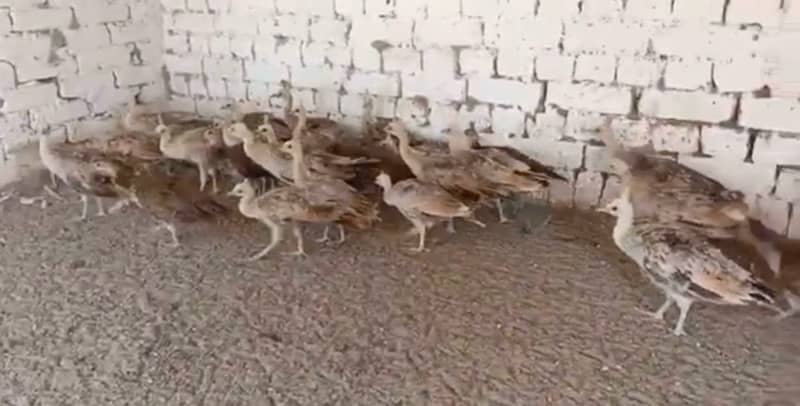 peacocks chicks and eggs 2