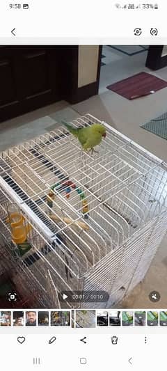 Green parrot