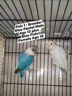 Love Birds and Java Breeder and Ready to Breed Pairs