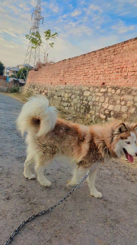 Husky Puppies Huskies 4