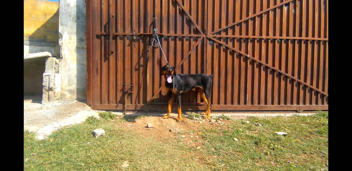 doberman for sale in Islamabad 1