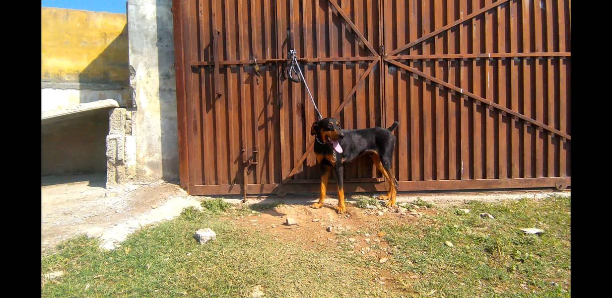 doberman for sale in Islamabad 2