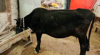 Cow for sale