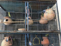 Selling Budgies with cage