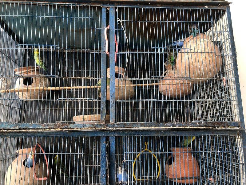 Selling Budgies with cage 0