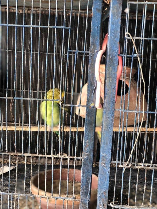 Selling Budgies with cage 3