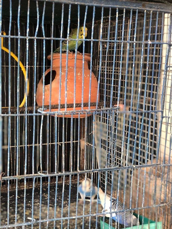 Selling Budgies with cage 4