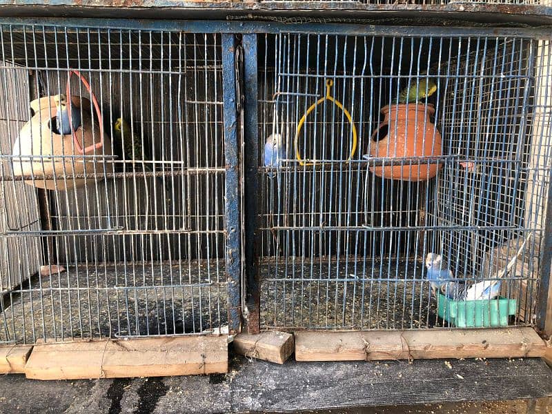 Selling Budgies with cage 5