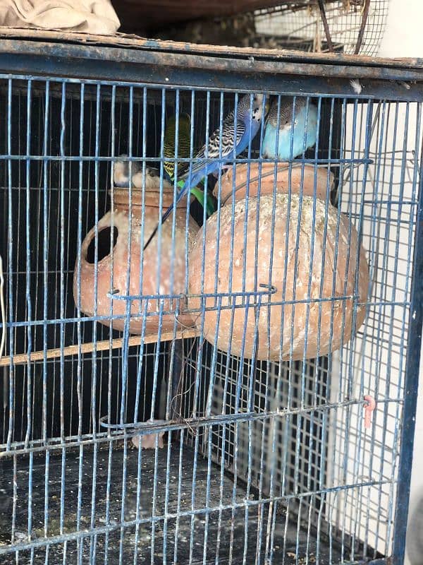 Selling Budgies with cage 6