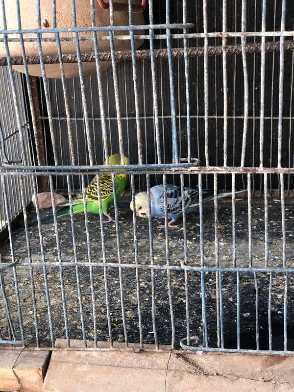 Selling Budgies with cage 7