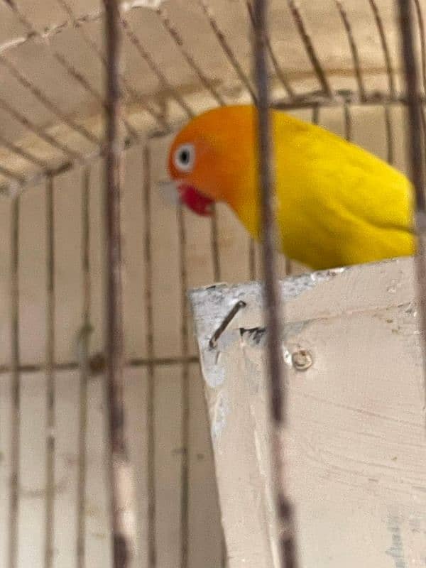 Love bird Albino pair plus latino parsanata with cage 0