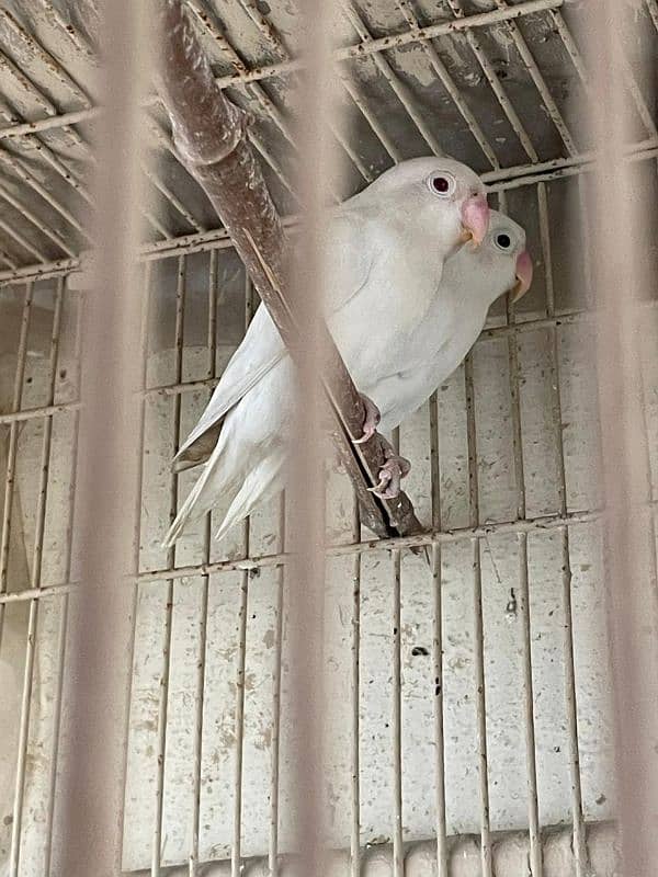 Love bird Albino pair plus latino parsanata with cage 1