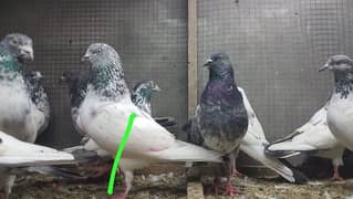 Sialkoti pigeon Sialkoti kabutar