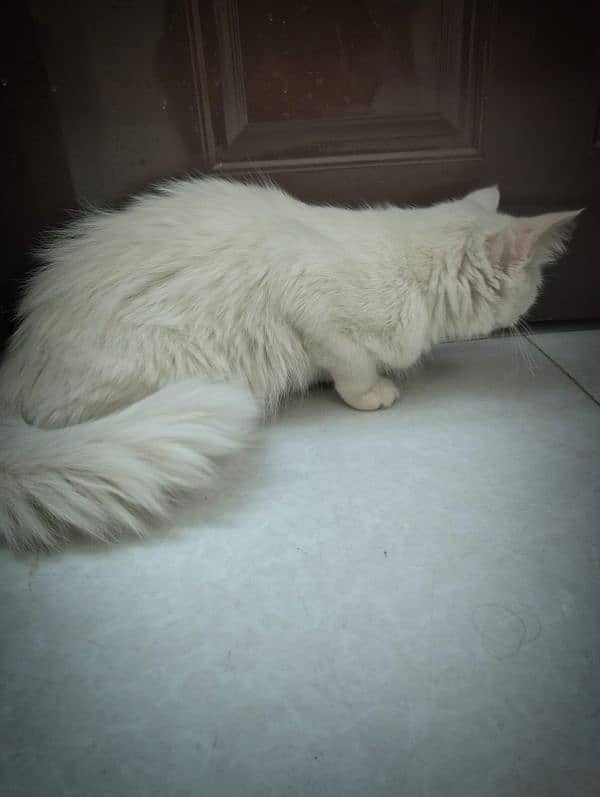 10 month white Persian for sell 0