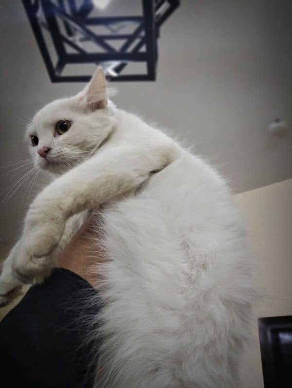 10 month white Persian for sell 1