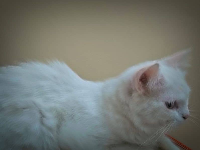 10 month white Persian for sell 3