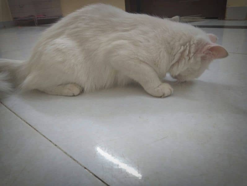 10 month white Persian for sell 4