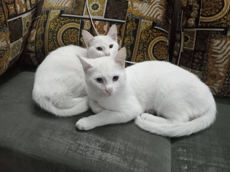 white  cats 0