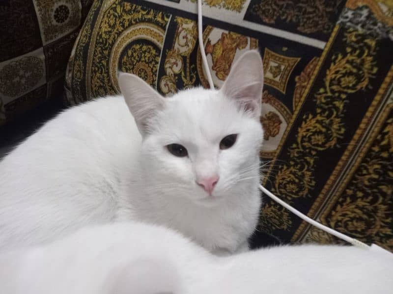 white  cats 1