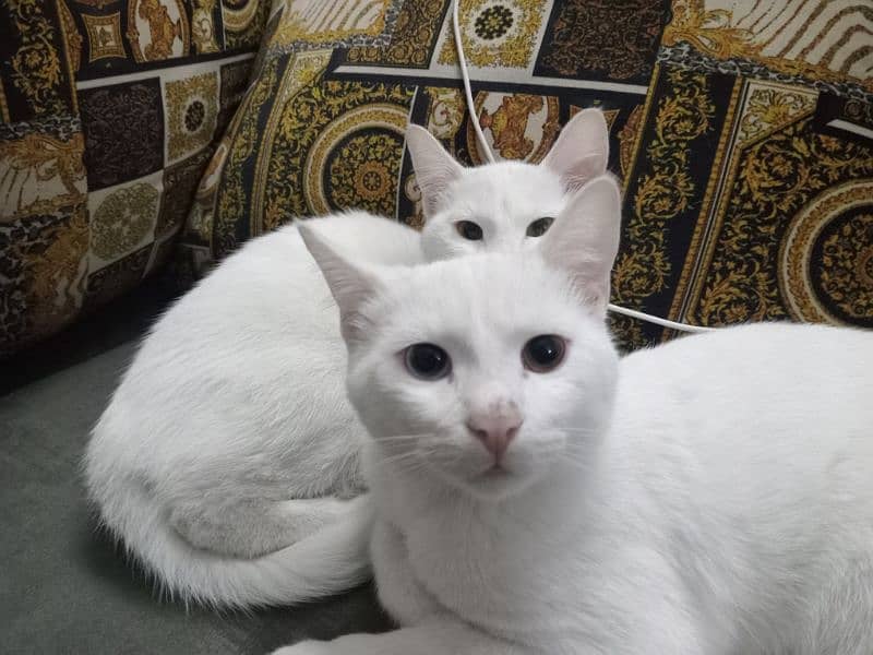 white  cats 2