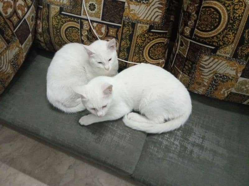 white  cats 3