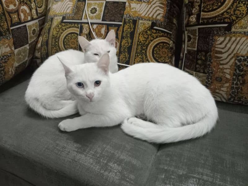 white  cats 4