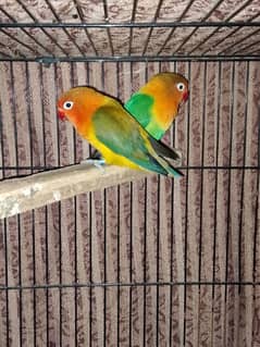 Breeder pair love bird laying egg