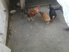 2 hen 1 murga for sell egg da re han hen