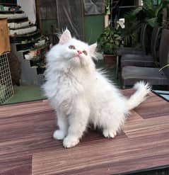 persian cat for sale 2 month age WhatsApp number 0326/77/20/525