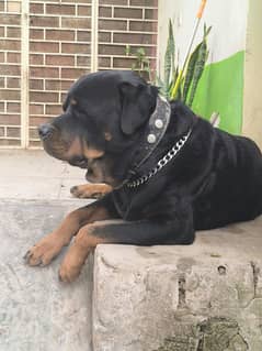 Rottweiler Male Pedigree