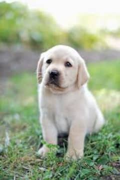 Labrador Puppy