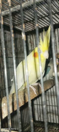 cocktail love bird for sale healthy active age 1 year+ read descrption