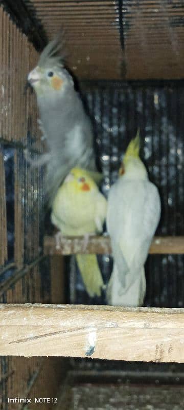 cocktail love bird for sale healthy active age 1 year+ read descrption 1