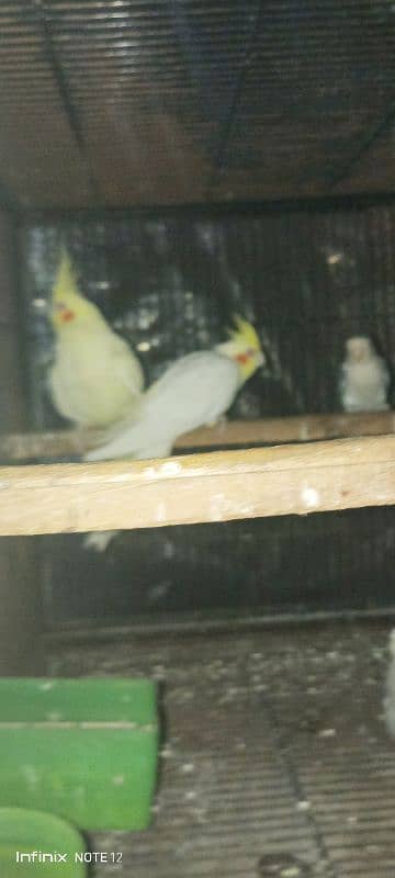 cocktail love bird for sale healthy active age 1 year+ read descrption 2