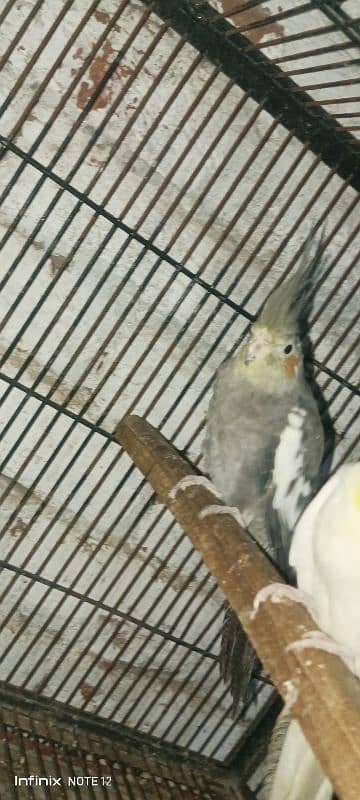 cocktail love bird for sale healthy active age 1 year+ read descrption 3