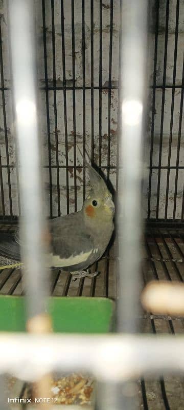 cocktail love bird for sale healthy active age 1 year+ read descrption 4