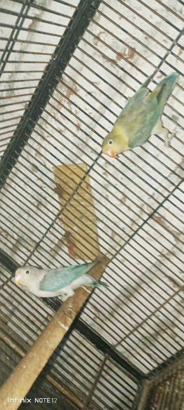 cocktail love bird for sale healthy active age 1 year+ read descrption 6