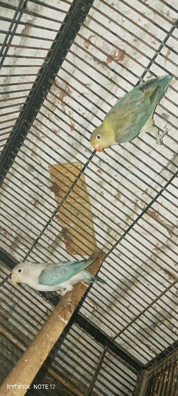 cocktail love bird for sale healthy active age 1 year+ read descrption 7