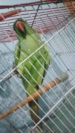 Female Raw Parrot, untamed, it may talk